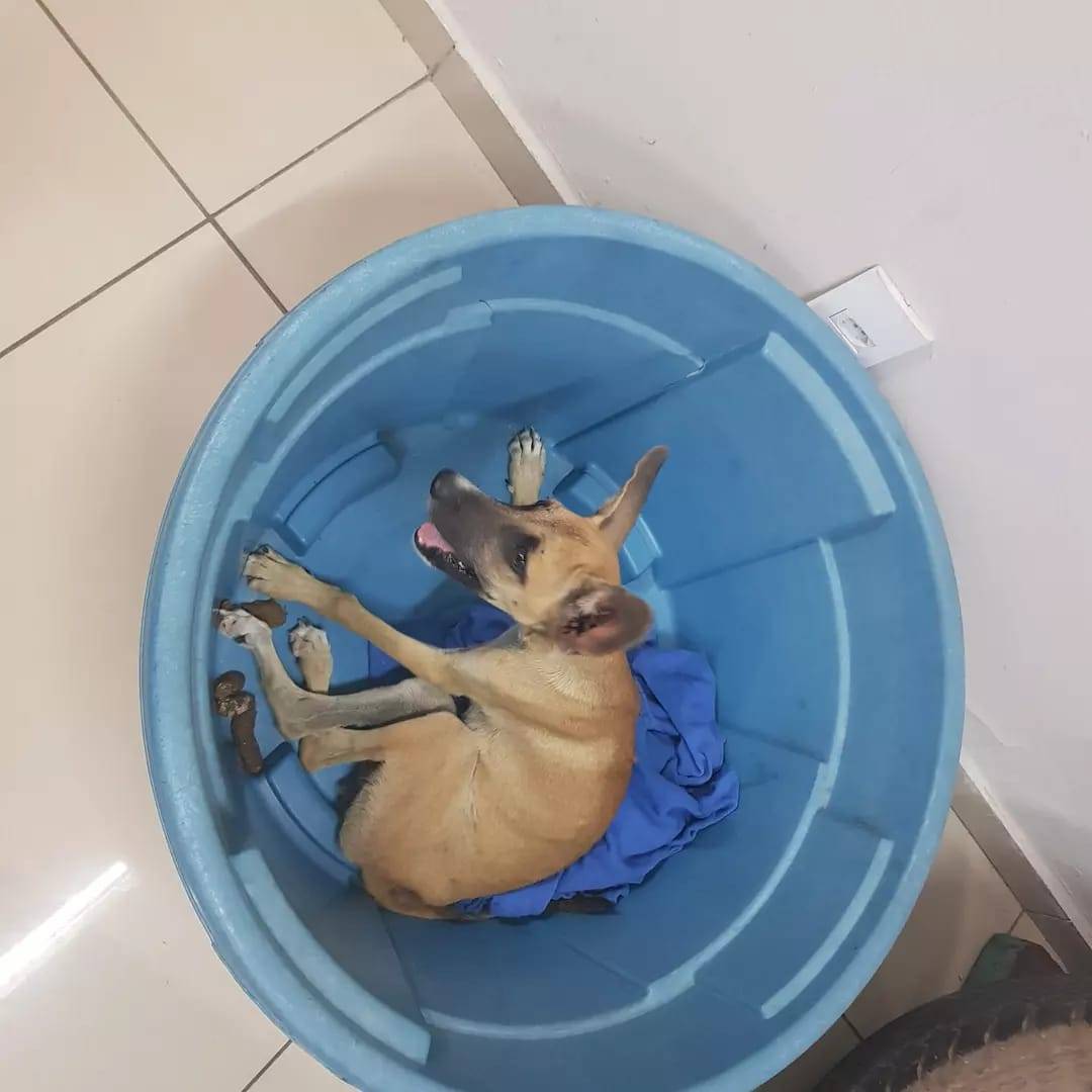 Mulher é presa em flagrante Teresina por maus tratos a animais